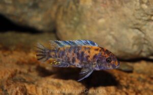 Metriaclima estherae 'Minos Reef'